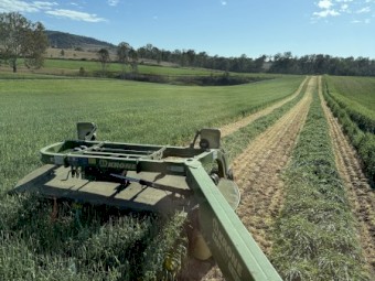Beardless Barley Hay Small Squares x 300