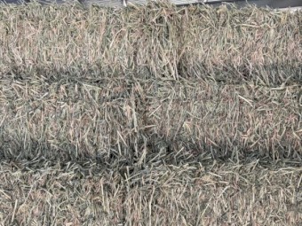 Beardless Barley Hay Small Squares x 300