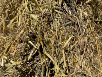 Lucerne and Ryegrass Mix Hay 8x4x3 Bales (New Season 22/23)