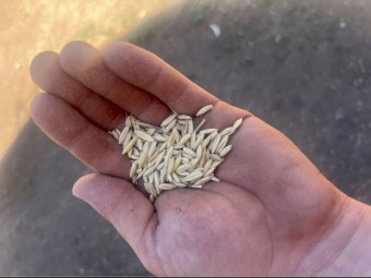 Yallara Oat Seed
