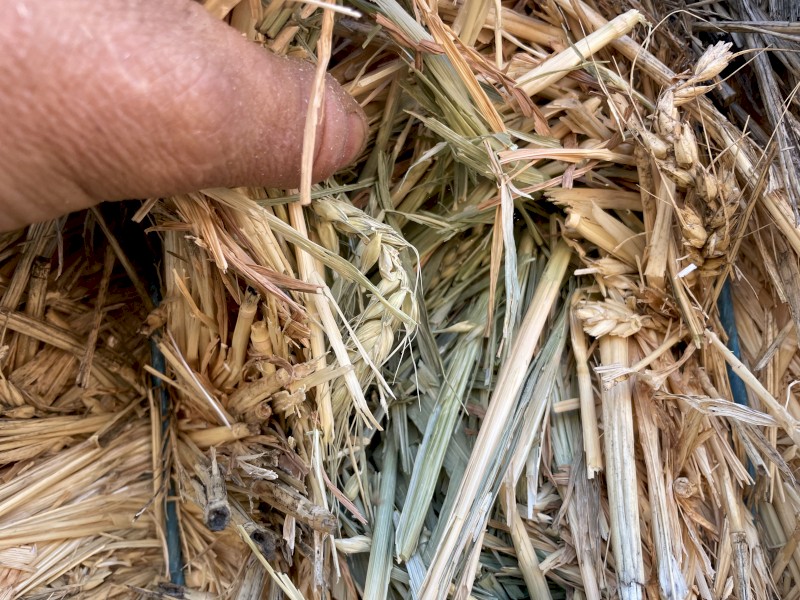 Wheat Hay