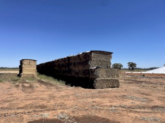 Wheat Hay