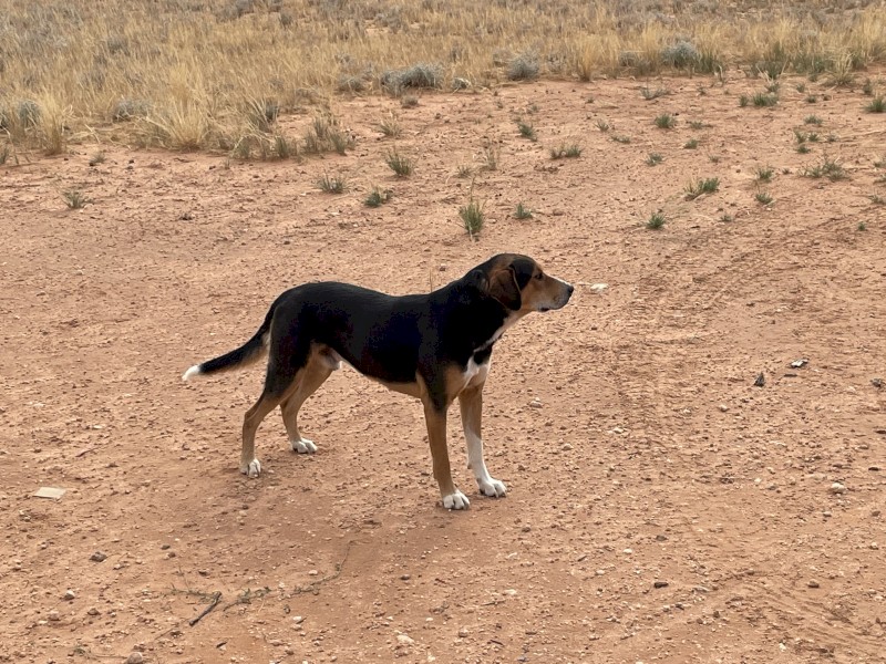 NZ Huntaway dog