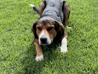 NZ Huntaway dog
