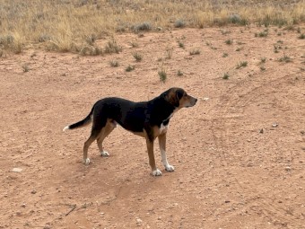 NZ Huntaway dog