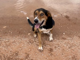 NZ Huntaway dog