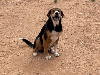 NZ Huntaway dog
