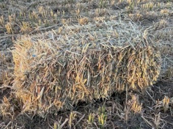 150 Oaten Hay Small Squares