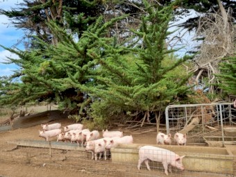Spit pigs