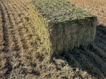 150mt Barley Hay 680-700kg Bales