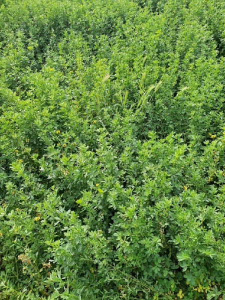 Lucerne silage
