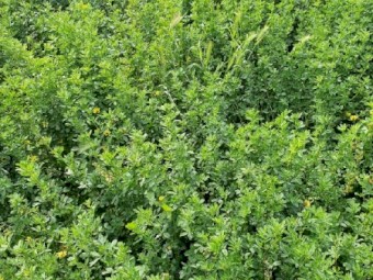 Lucerne silage