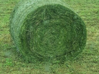 Lucerne silage