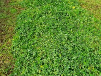 Lucerne silage
