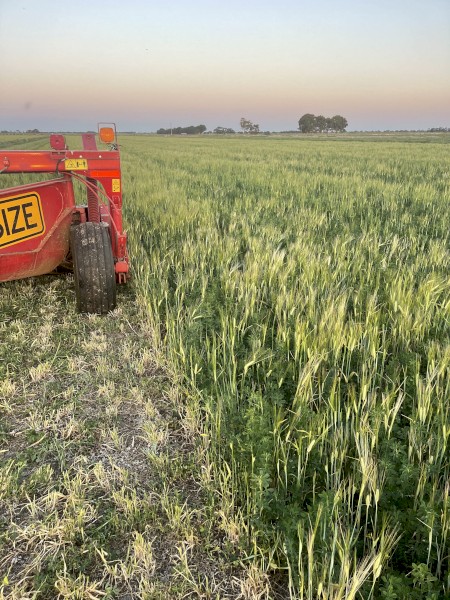 Lucerne Barley Hay