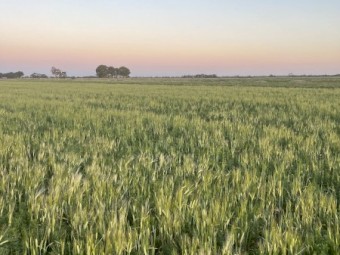 Lucerne Barley Hay