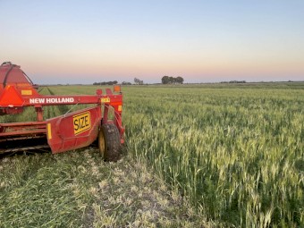 Lucerne Barley Hay