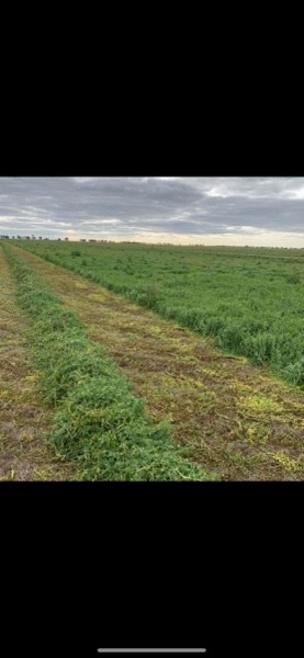 WANTED Vetch & Cereal Hay Standing on Shares or Buy the paddock
