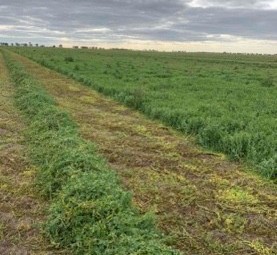 WANTED Vetch & Cereal Hay Standing on Shares or Buy the paddock