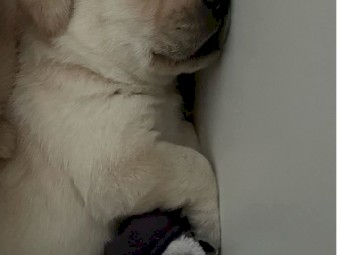Labrador Pups