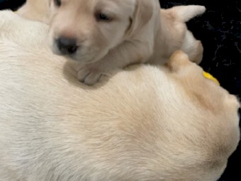 Labrador Pups