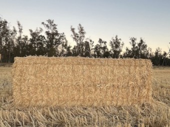 1000 x Wheaten Straw 8x4x3 Bales
