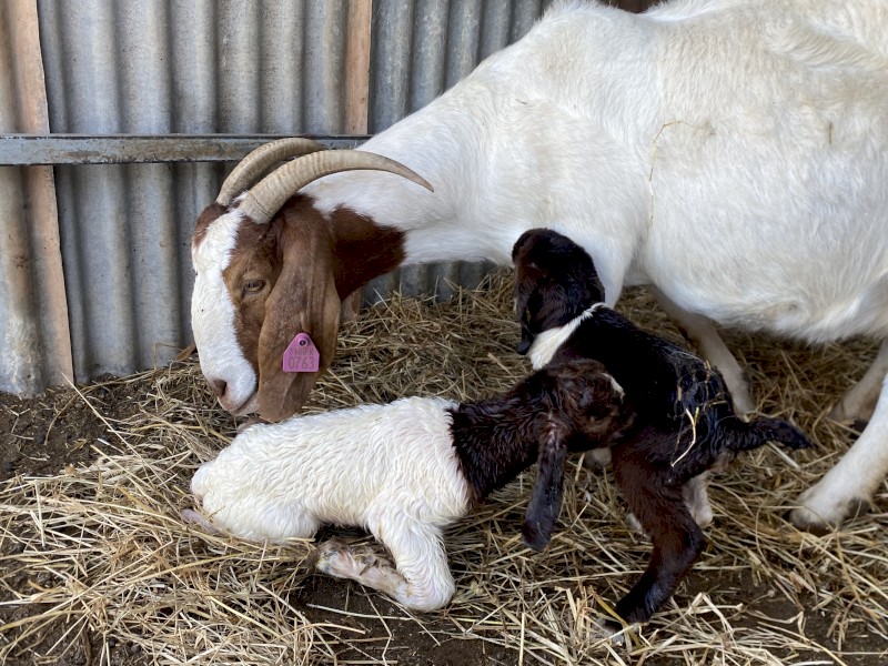 Stud Registered boer goats 