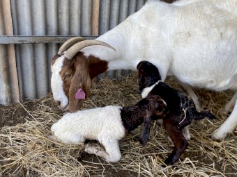 Stud Registered boer goats 