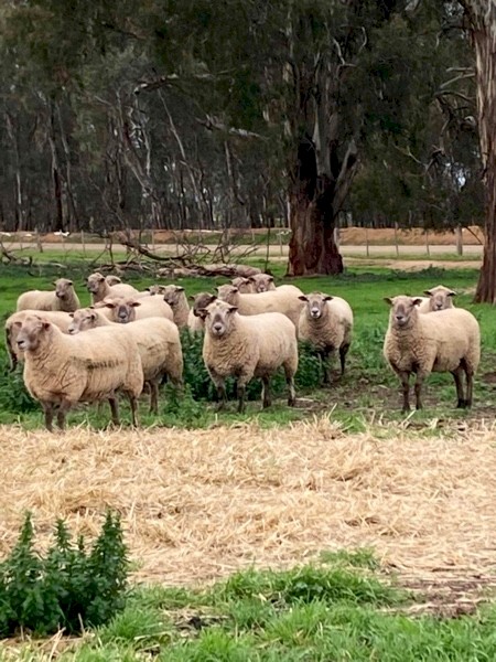 South Suffolk Rams 
