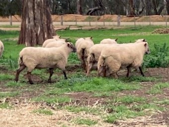 South Suffolk Rams 