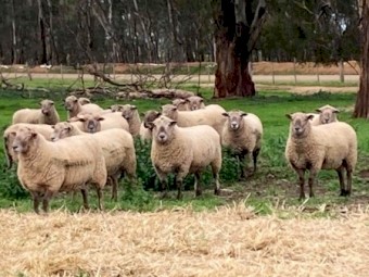 South Suffolk Rams 