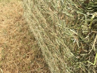 2020 Clover hay