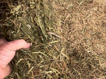 Vetch Hay