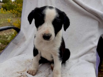 Border Collie Pups