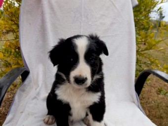 Border Collie Pups