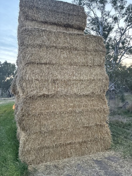 200 x Barley Straw 8x4x3 Bales