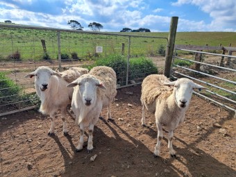 Australian White Rams ×3