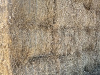 100mt Barley Stripper Straw 450kg 8x4x3 Bales