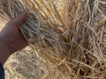 100mt Barley Stripper Straw 450kg 8x4x3 Bales