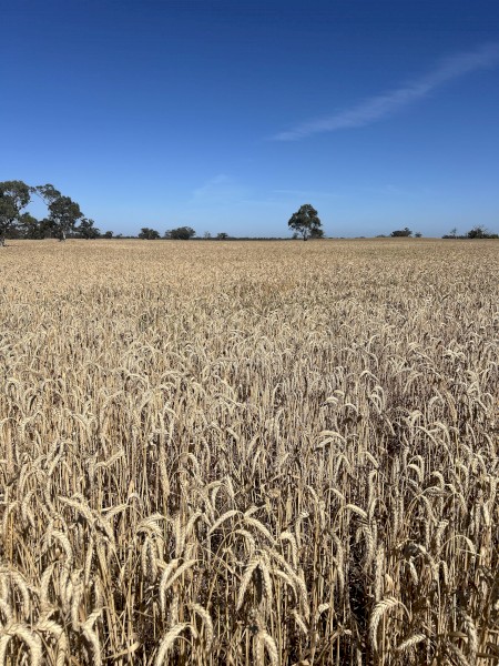Triticale