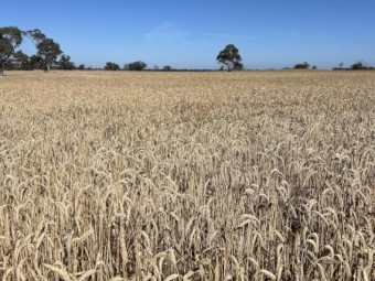 Triticale
