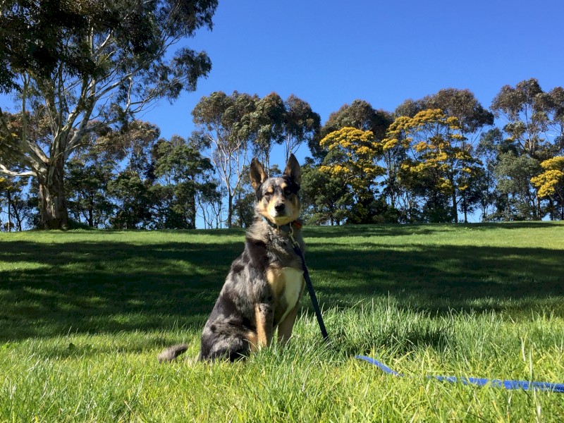 Koolie Border Collie Pups