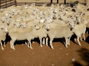 580  1st Cross Ewes  -   Scanned in Lamb at 140%