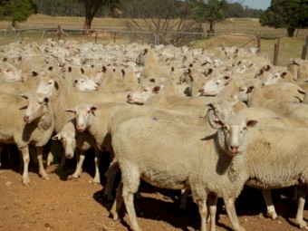 580  1st Cross Ewes  -   Scanned in Lamb at 140%