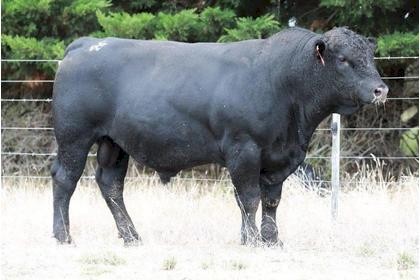 Angus Bull for hire