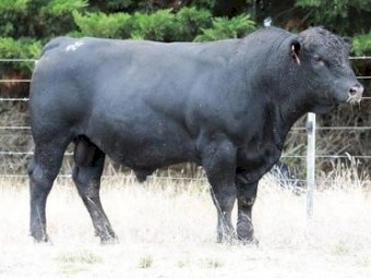 Angus Bull for hire