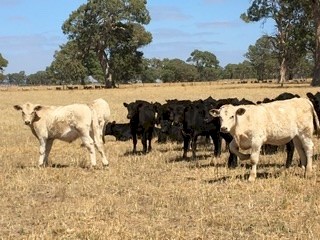 8 EU charolais angus x steers