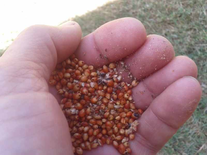 Feed Sorghum