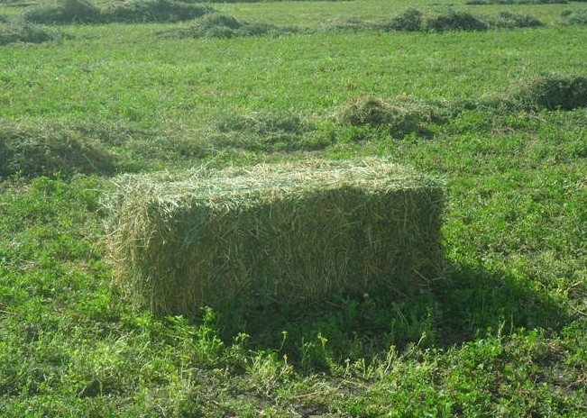 Lucerne Hay - Small Squares - Premium Quality