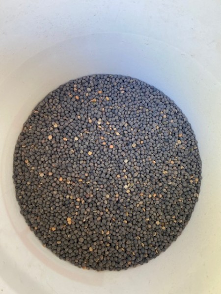 180mt Vetch Seed